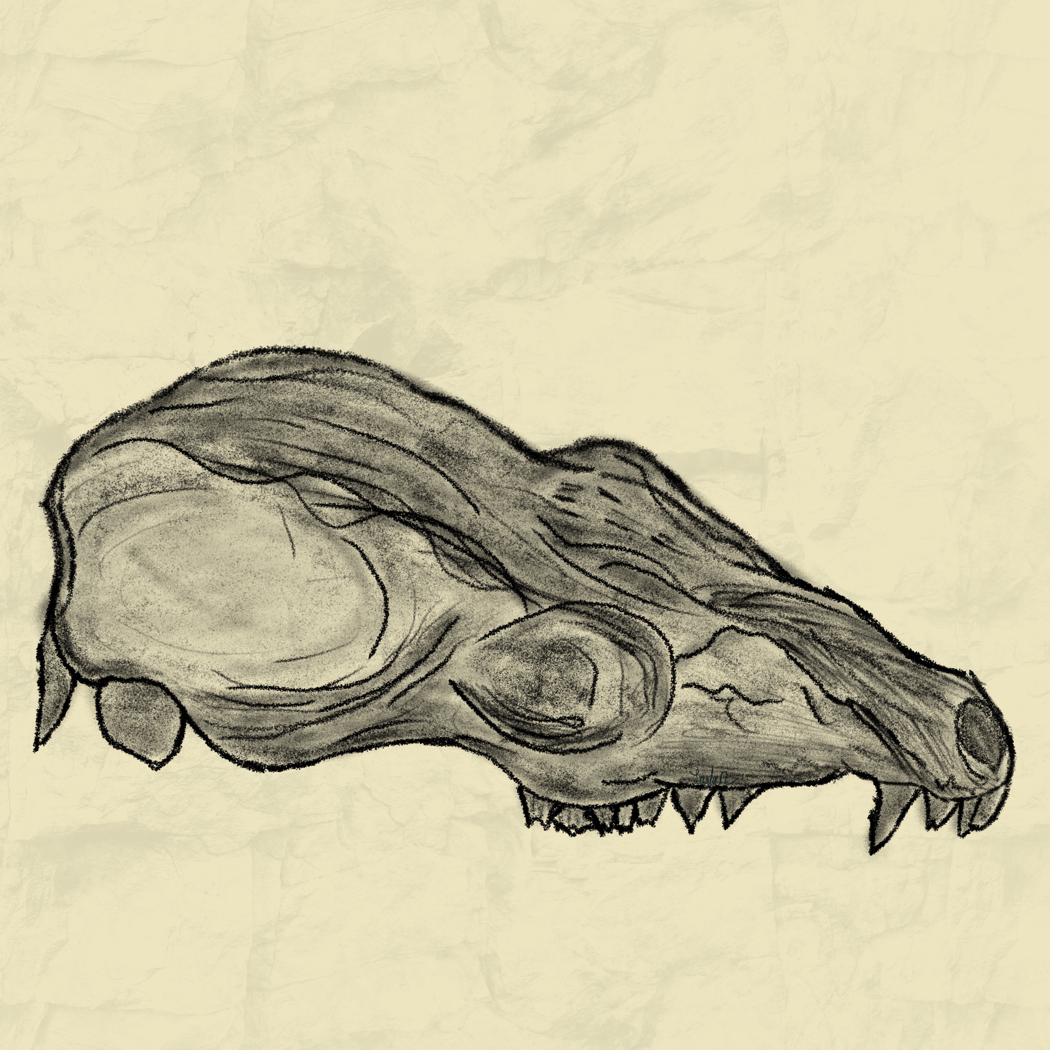 Animal skull drawing